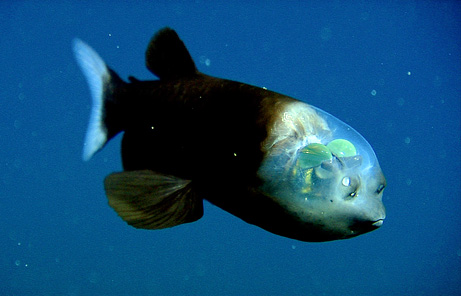 长着透明头的鱼(图片提供：Monterey Bay Aquarium Research Institute )