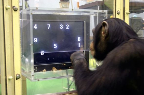 猿类在记忆测试中打败人类（图片来源：Tetsuro Matsuzawa, Primate Research Institute via Kyoto/AP）